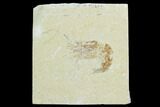 Cretaceous Fossil Shrimp - Lebanon #123897-1